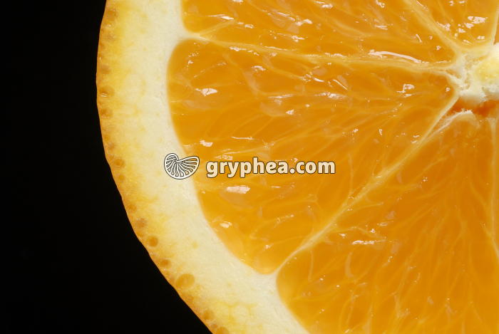 Orange CT (détail) - gryphea.com